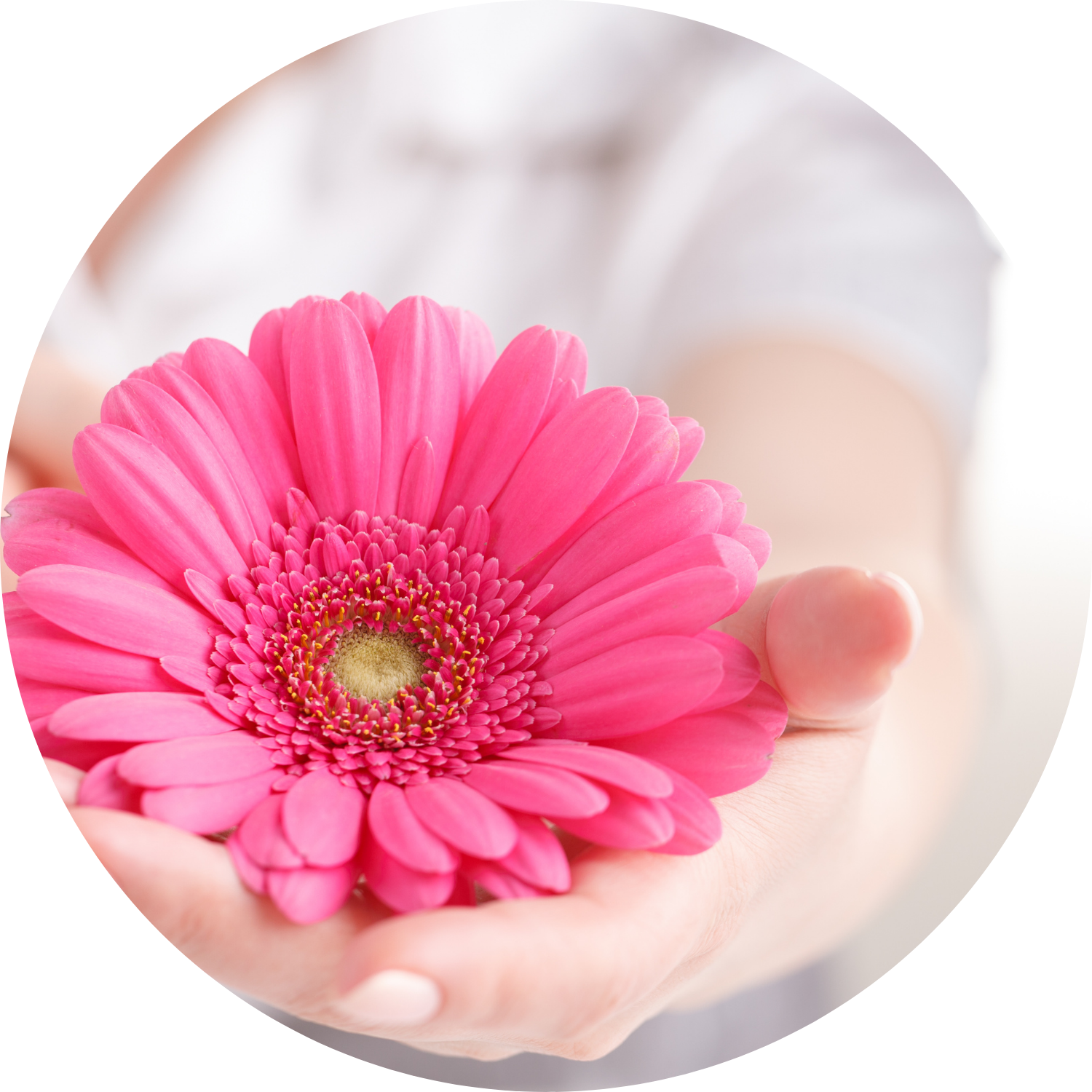 różowy kwiat na dłoni